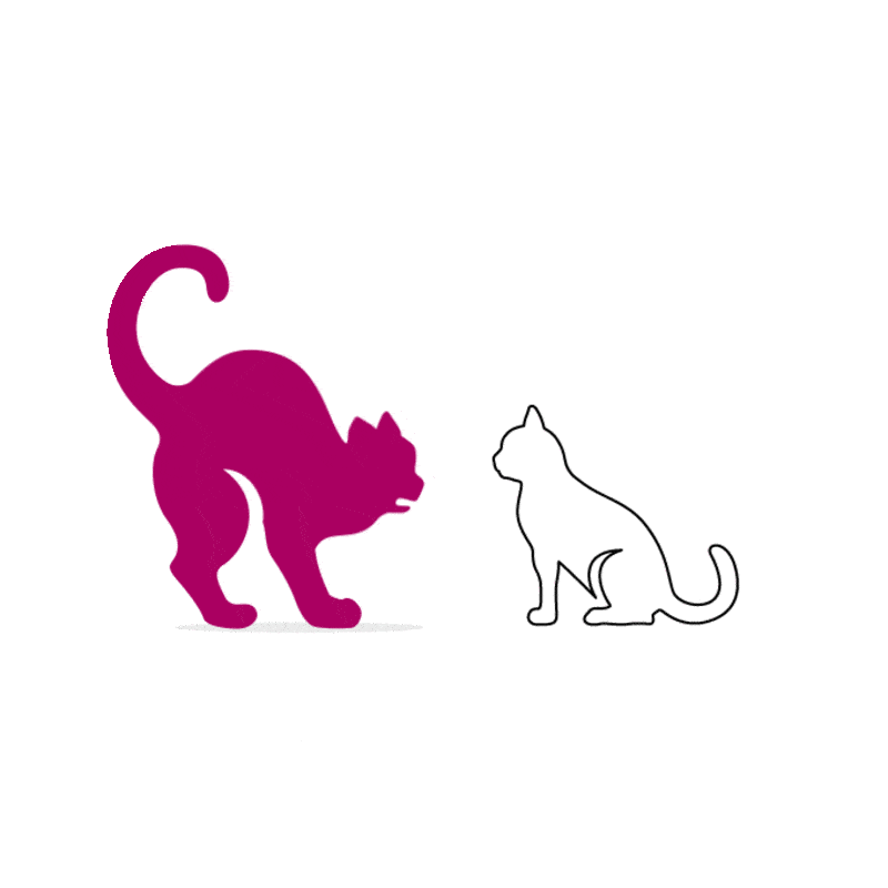 Chat est agressif envers les autres chats