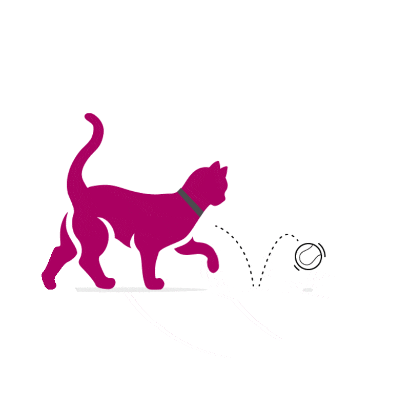 Chat poursuit un jouet