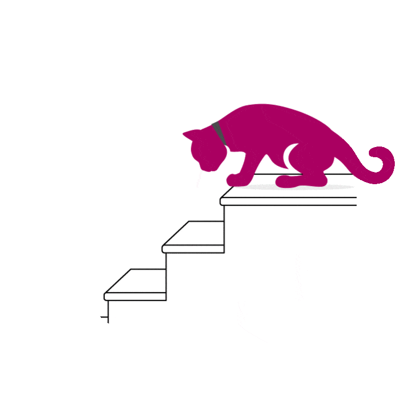 Chat semble hésitant à descendre les escaliers