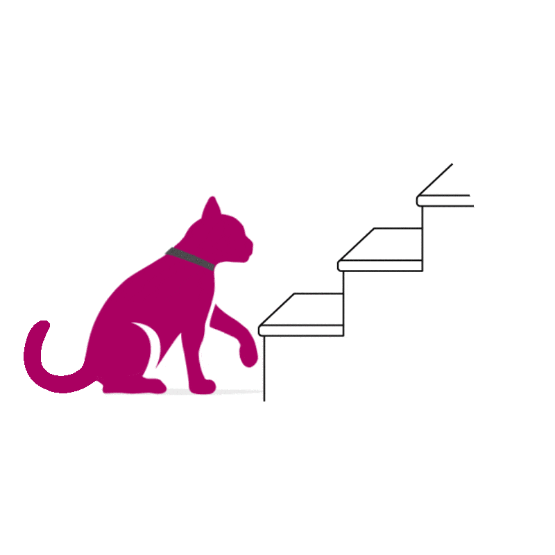 Chat semble hésitant à monter les escaliers