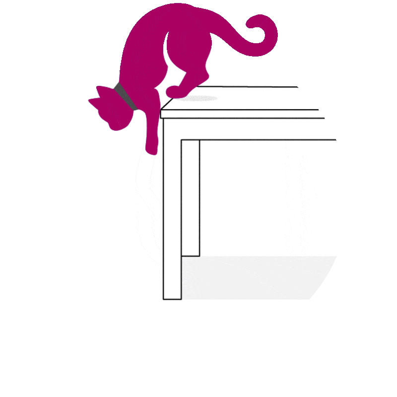 Chat saute en bas d’une table