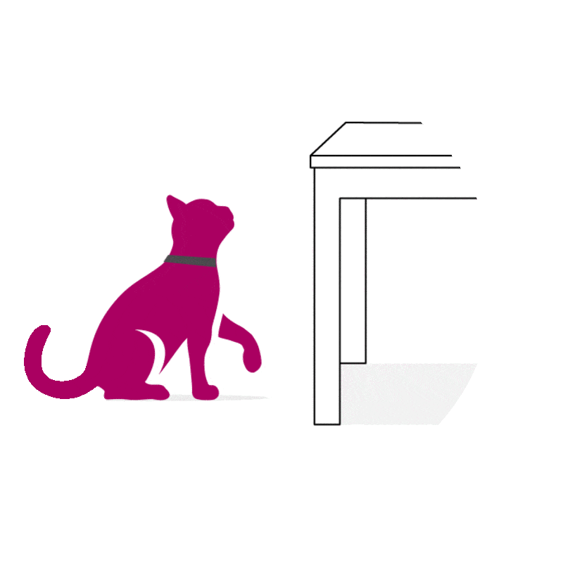 Chat saute sur une table