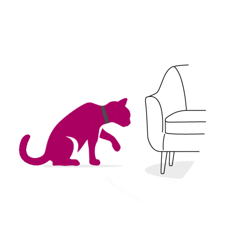 Chat se lèche près du canapé