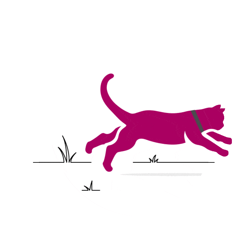 Chat court dans le jardin