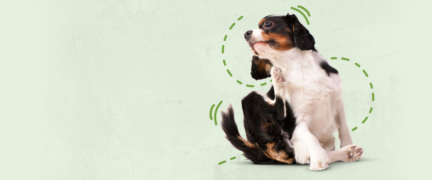 Chien se gratte l’oreille sur un fond vert.