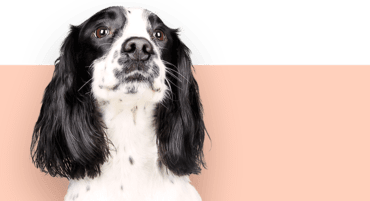 Chien noir et blanc avec de longues oreilles sur fond rose