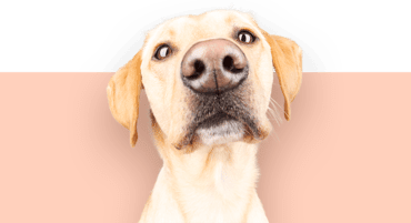 Gros plan d’un Labrador Retriever curieux sur fond rose