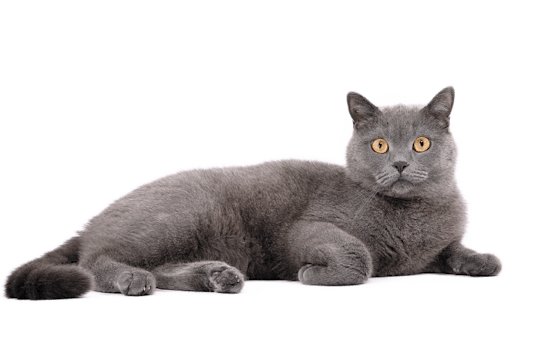 Chat gris allongé sur fond blanc.