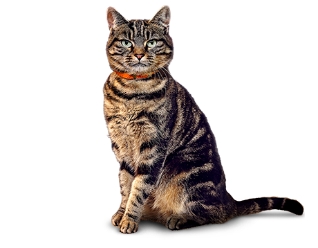 Tabby cat with orange collar sitting