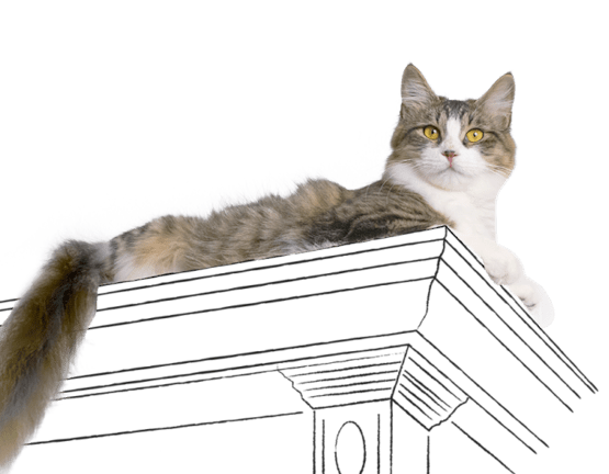 Chat se prélassant sur une surface illustrée.