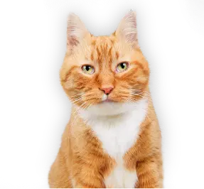 Chat tigré orange assis sur fond blanc.