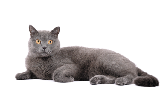 Gray cat with golden eyes lying down