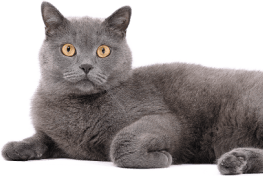 Gato gris acostado sobre fondo blanco