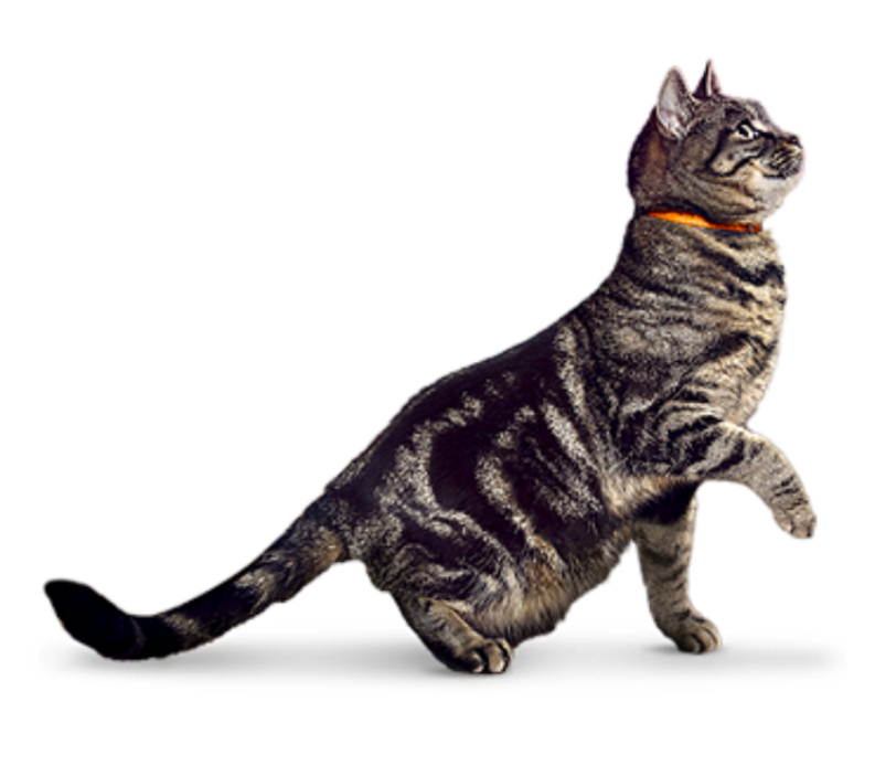 Tabby cat with orange collar sitting upright.