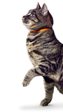 Tabby cat with orange collar standing on hind legs.