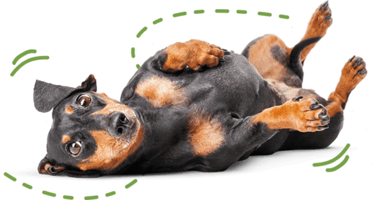 Chien noir et brun joueur allongé sur le dos.