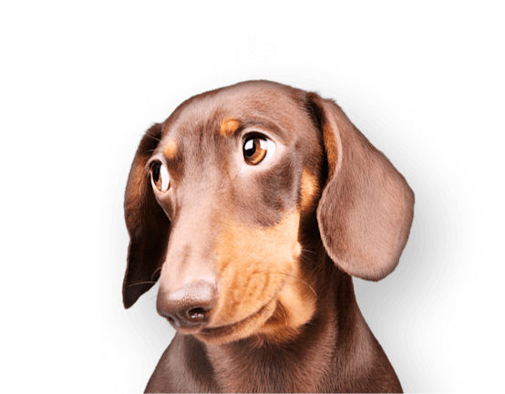 Dachshund with a curious expression and question mark above head.