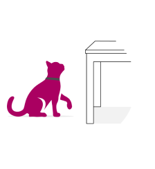 Chat saute sur une table