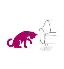 Chat se lèche près du canapé