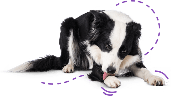 Border collie est allongé et lèche sa patte.