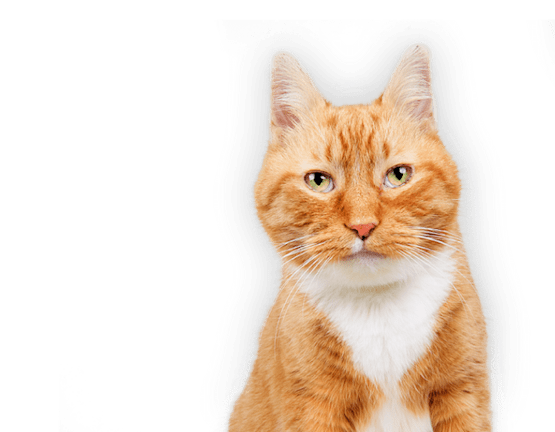 Chat tigré orange aux yeux verts sur fond blanc.
