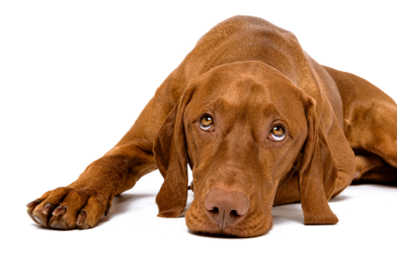 Cachorro marrom deitado com expressão relaxada sobre fundo branco