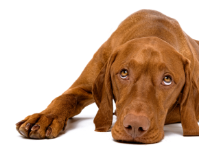 Cachorro marrom deitado com expressão relaxada sobre fundo branco