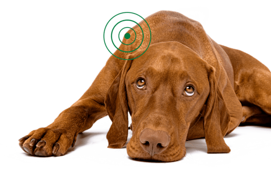 Brown dog lying down with a green logo above its head.