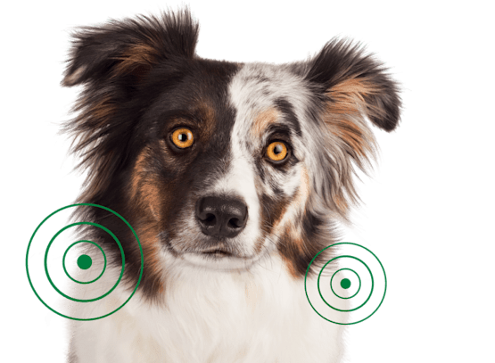 Australian Shepherd dog with concentric circle patterns on chest