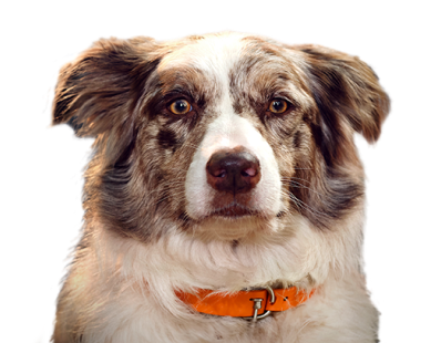 Cão pastor australiano com círculos concêntricos no peito