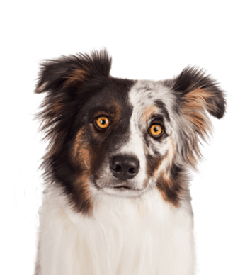 Close-up de um cão da raça Pastor Australiano com pelagem multicolorida