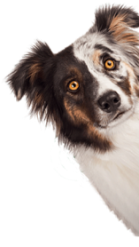 Close-up de um cão da raça Pastor Australiano com pelagem multicolorida