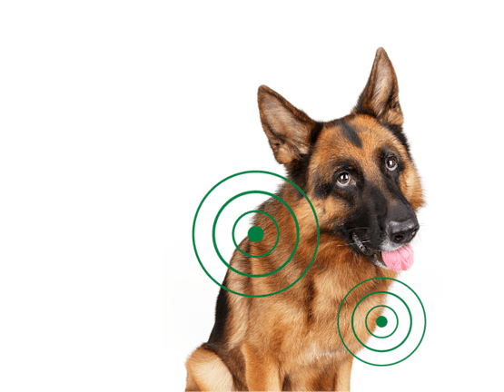 German Shepherd with concentric circles on fur, tilting head