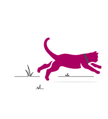 Chat court dans le jardin