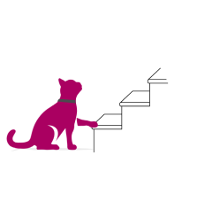 Chat semble hésitant à monter les escaliers
