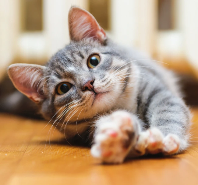 Chat tigré gris qui s’étire sur un plancher en bois
