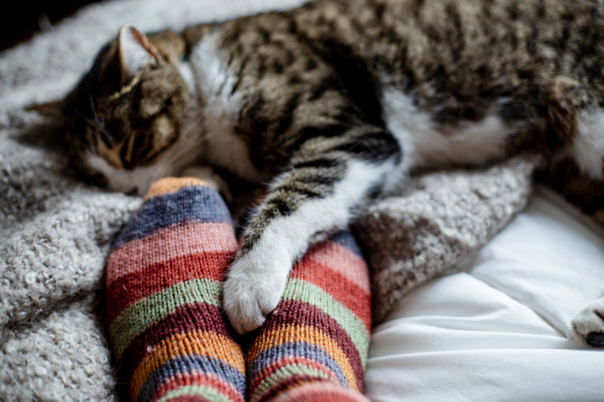 Cat sleeping on blanket with paw on colorful socks.