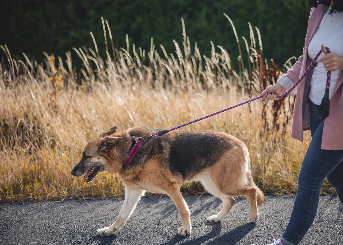 Eine Person führt einen großen Hund an der Leine im Freien spazieren.
