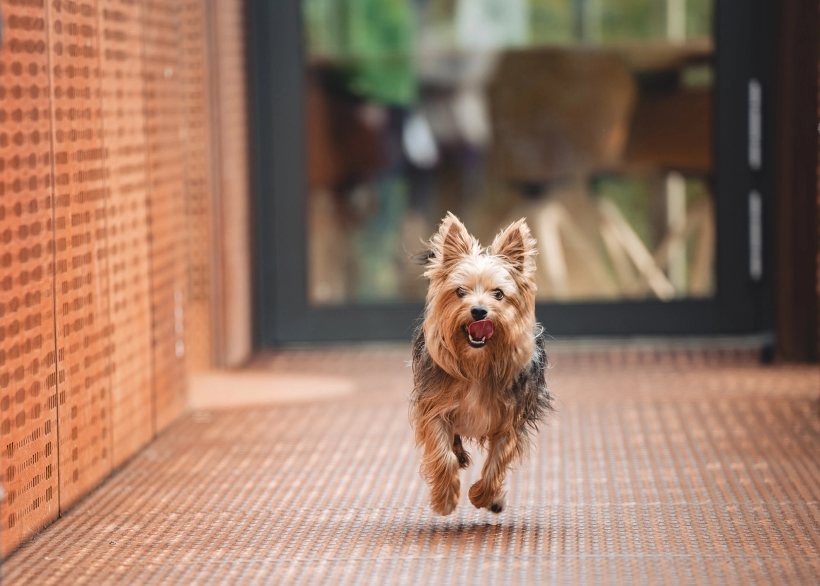 Kleiner Terrier rennt drinnen auf einem strukturierten Boden.