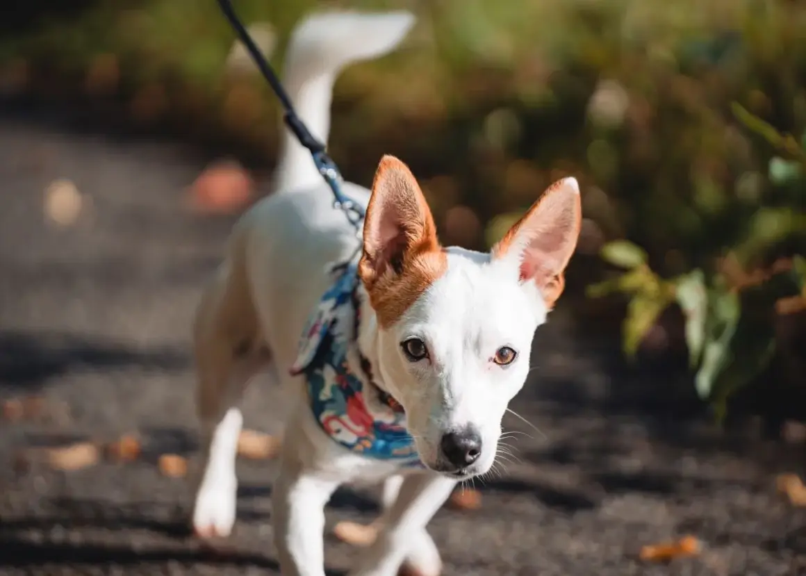 Ein kleiner weißer Hund, wahrscheinlich eine Mischung aus Jack Russell Terrier und Rat Terrier, mit lohfarbenen Abzeichen an den Stehohren, geht an der Leine einen Pfad entlang, im Hintergrund ist Grün zu sehen.