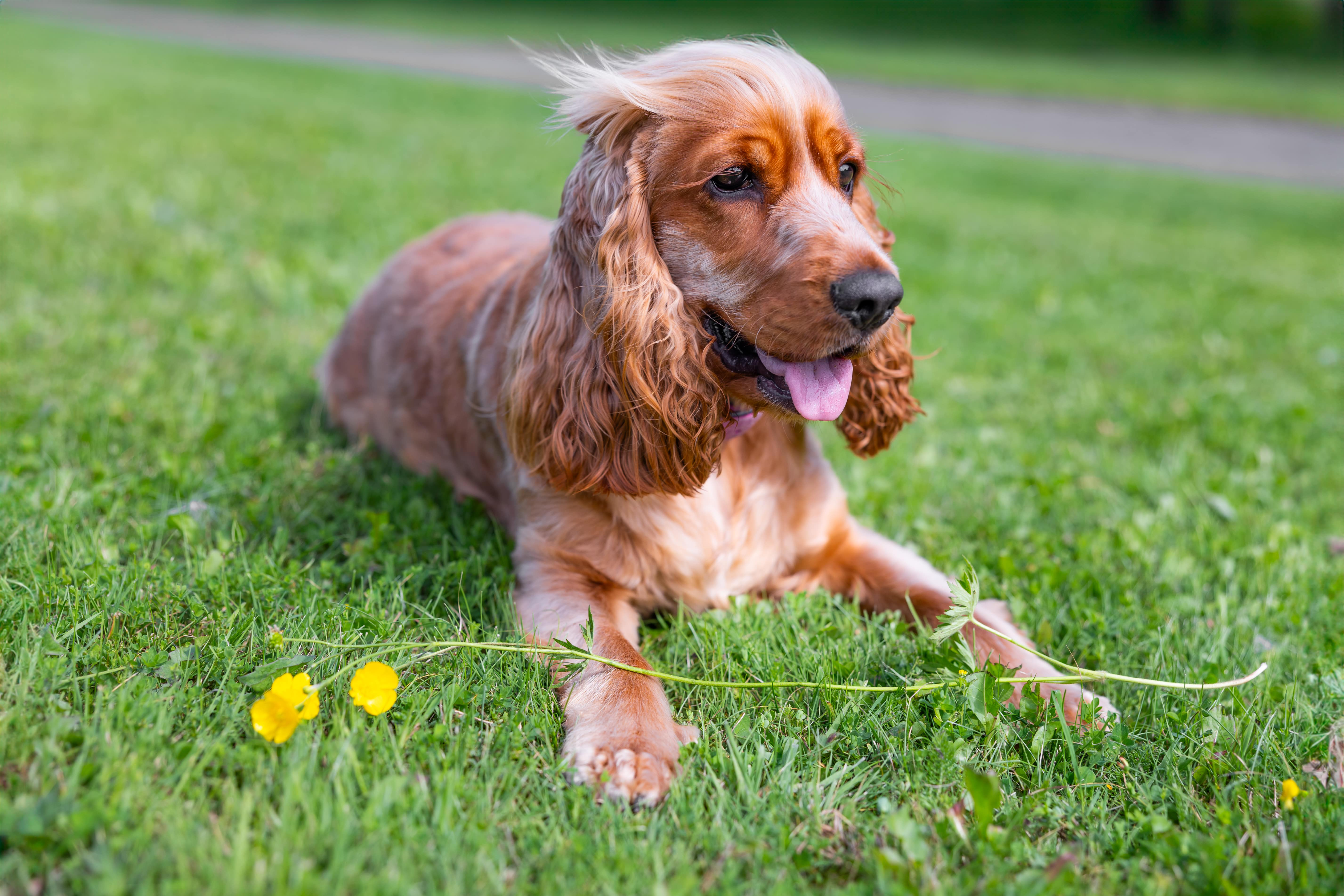 Une fille souriant tout en tenant un petit chien avec une laisse rouge.