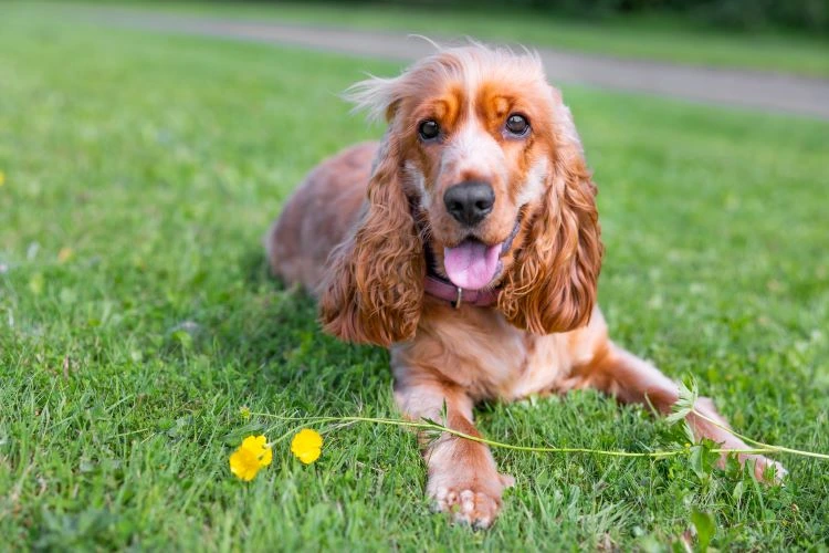 Szczęśliwy cocker spaniel leżący na trawie w pobliżu żółtych kwiatów.
