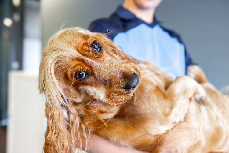 Person holding a golden cocker spaniel looking at the camera.