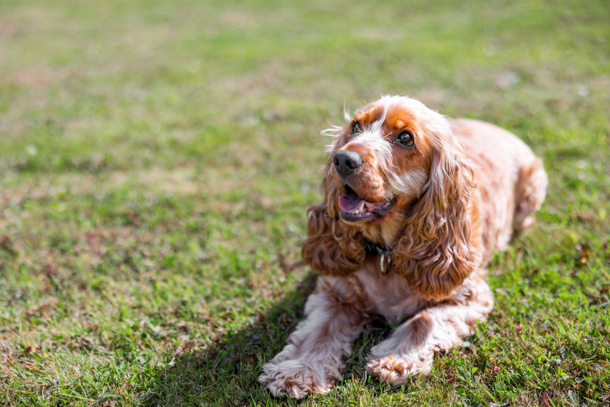 Chien noir et brun sur un chemin à côté de l'herbe.