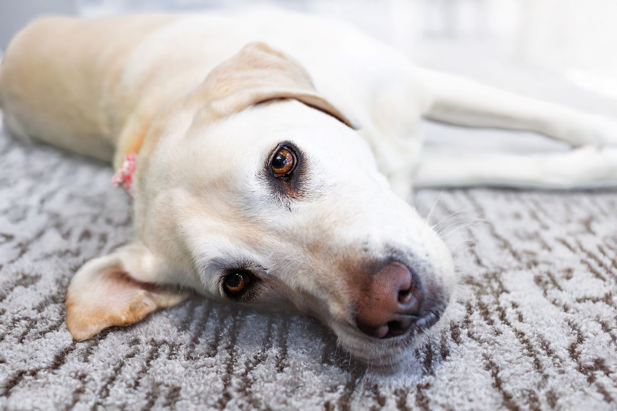 Labrador retriever lying on a textured gray carpet.