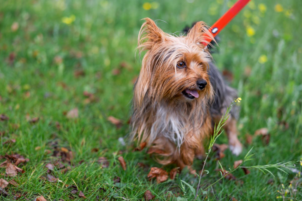 Yorkshire Terrier na smyczy stojący na trawie.