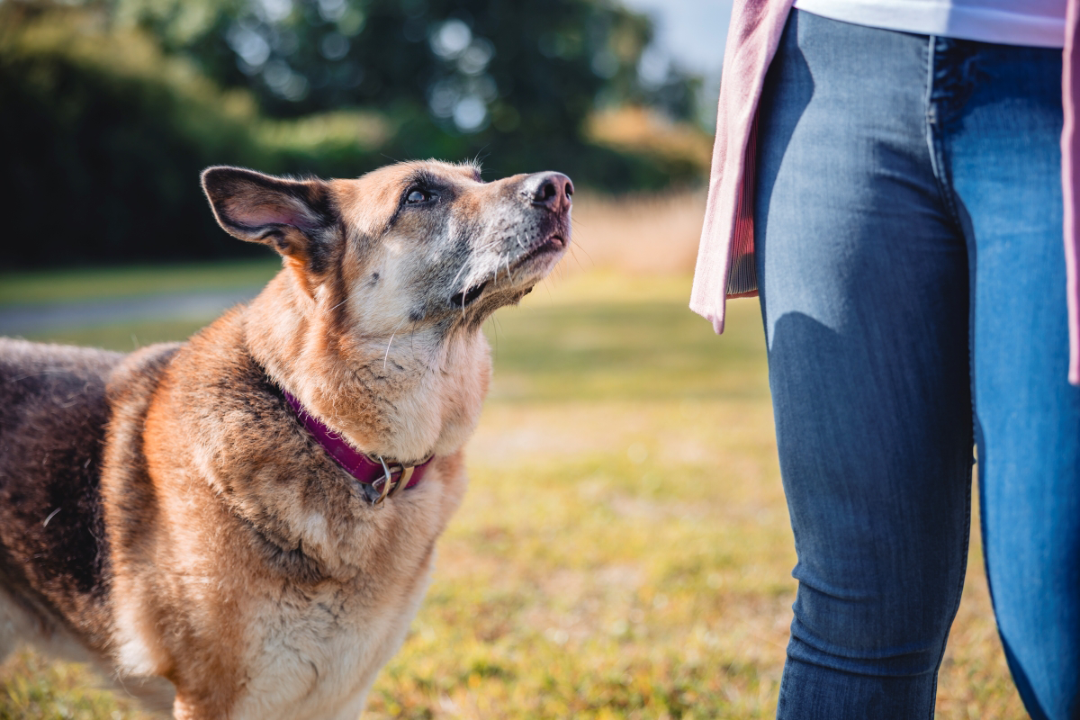 Femme accroupie et serrant dans ses bras un chien brun sur un chemin.