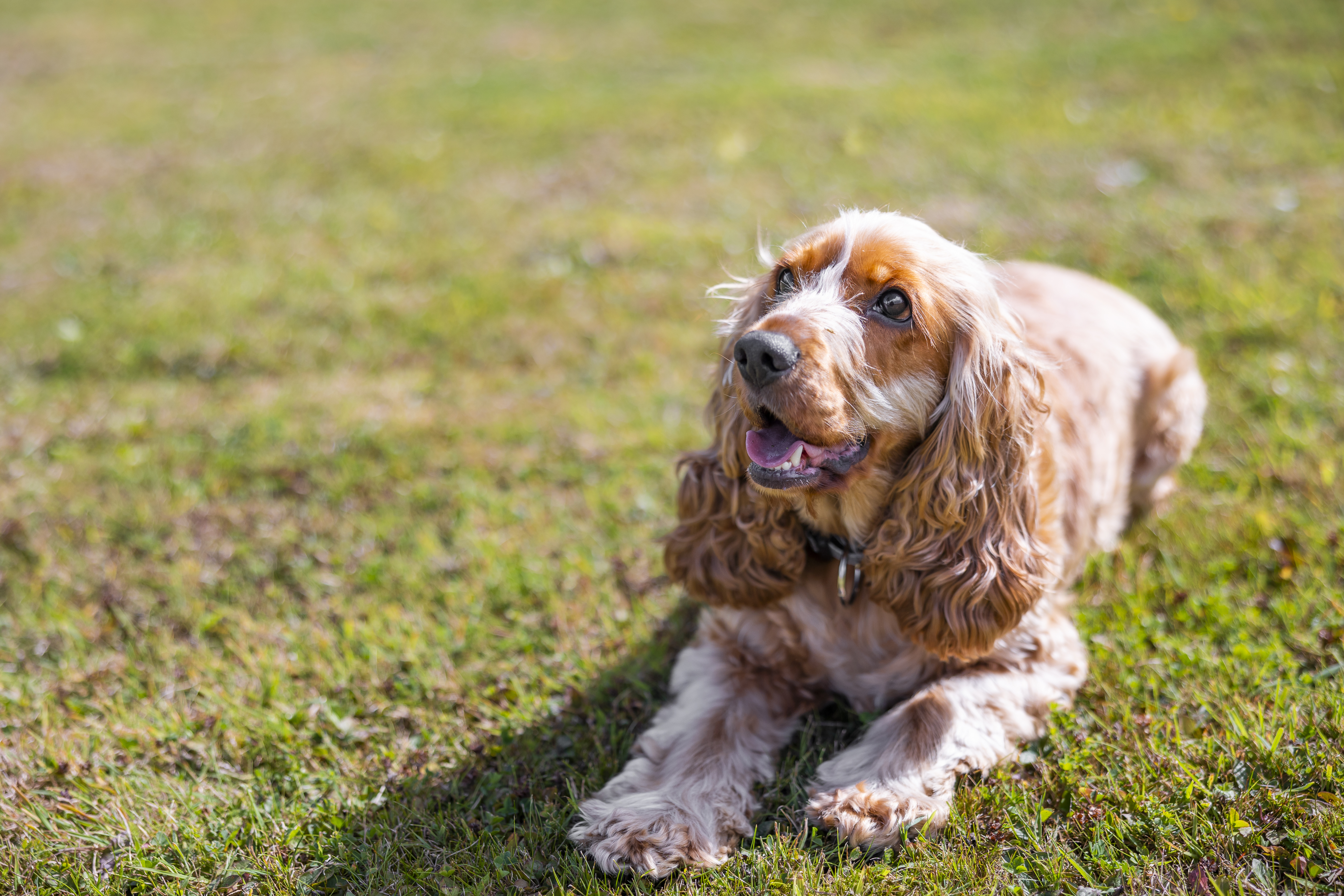 Cocker spaniel dorado tumbado en la hierba al aire libre.