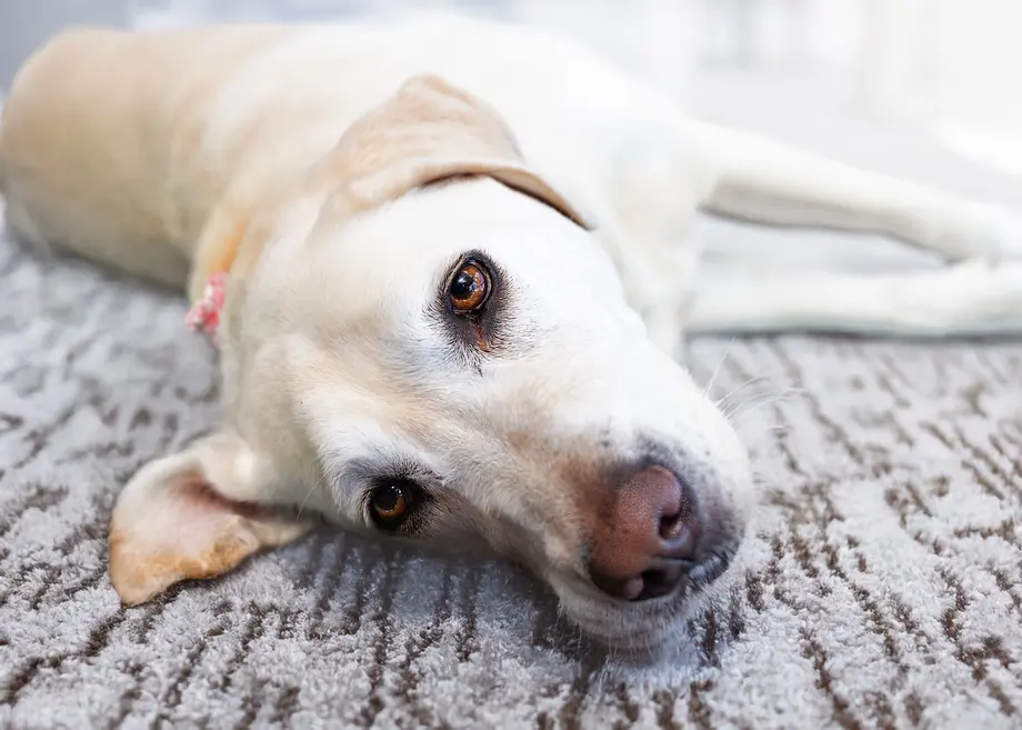 Nahaufnahme eines gelben Labrador Retrievers, der auf dem Rücken auf einem strukturierten grauen Teppich liegt und mit leicht geneigtem Kopf direkt in die Kamera schaut.